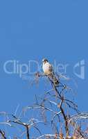 Female Southeastern American kestrel Falco sparverius paulus per