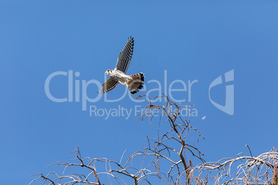 Flying female Southeastern American Kestrel falco sparverius pau