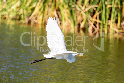 Great white egret Ardea alba flies over a pond