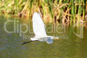 Great white egret Ardea alba flies over a pond