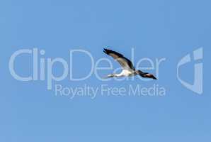 Wings spread, a wood stork Mycteria americana flies over a marsh