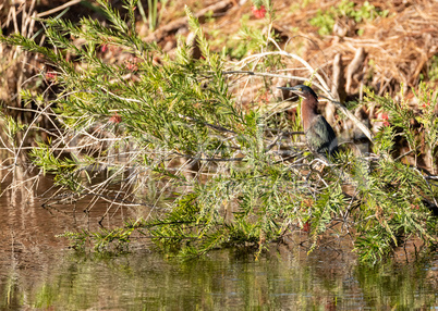 Little green heron Butorides virescens on a branch in a marsh