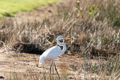 Wading Great white egret Ardea alba in a pond