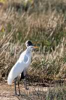 Two birds, Foraging wood stork Mycteria americana and Great whit