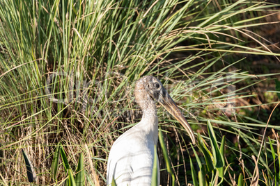 Foraging wood stork Mycteria americana in a marsh