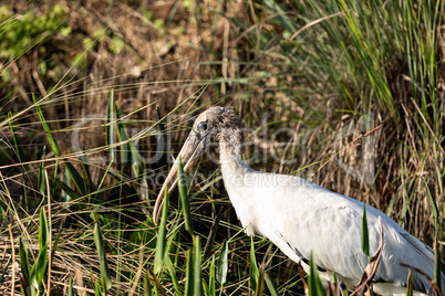 Foraging wood stork Mycteria americana in a marsh