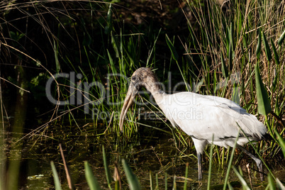 Foraging wood stork Mycteria americana in a marsh