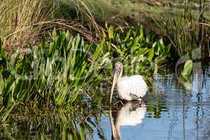 Foraging wood stork Mycteria americana in a marsh