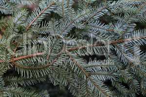 Green branches of conifer in the forest