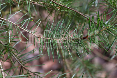 Green branches of conifer in the forest