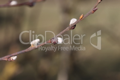 Spring. Willow branch with white fluffy buds
