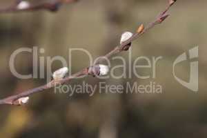 Spring. Willow branch with white fluffy buds
