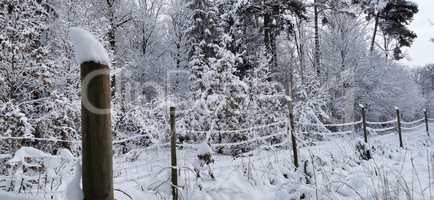 In the forest on a winter morning