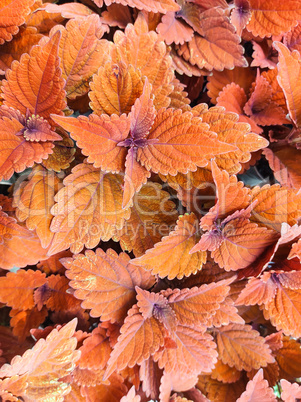 Coleus campfire, reddish-colored garden foliage.