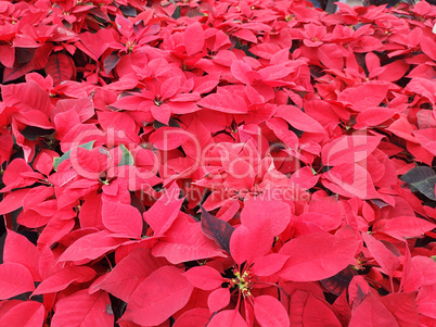 Garden bed lined with red poinsettias.