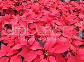 Garden bed lined with red poinsettias.