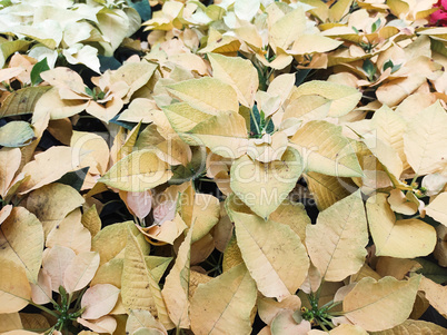 Top view of garden bed lined with yellow poinsettias.