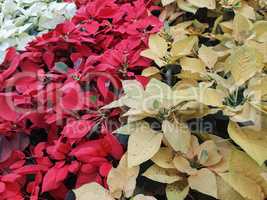Top view of the flowerbed lined with yellow, red and white poinsettias.
