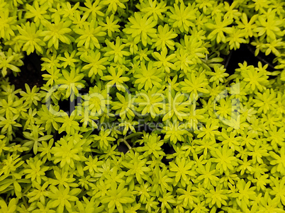 Minuscule foliage texture of Sedum succulent (Sedum Japonicum Tokyo Sun).