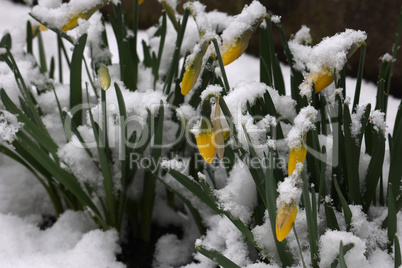 The buds of the first spring flowers narcissus covered with white snow in spring