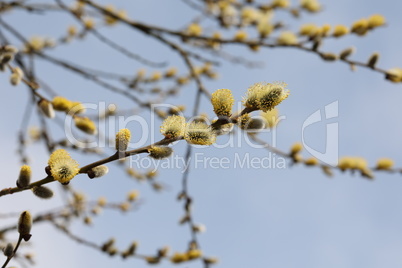 Blooming pussy willow branches against the sky