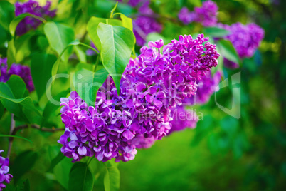 Lilacs in nature