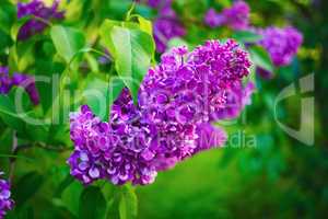 Lilacs in nature