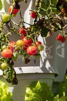 Cherry tomatoes grow in a hydroponic planter