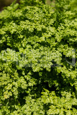 Green parsley at a farmers market in Southern California