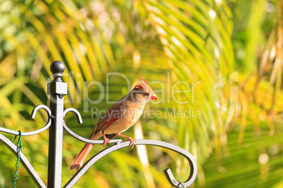 Female cardinal Cardinalis cardinalis songbird in a garden