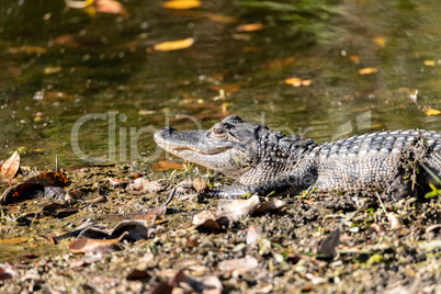 Baby American alligator Alligator mississippiensis in a pond