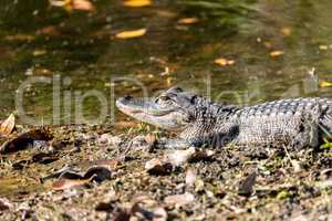 Baby American alligator Alligator mississippiensis in a pond