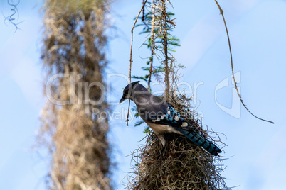 Blue jay bird Cyanocitta cristata  perched on Spanish moss