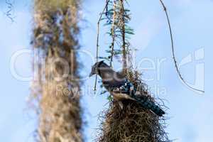 Blue jay bird Cyanocitta cristata  perched on Spanish moss