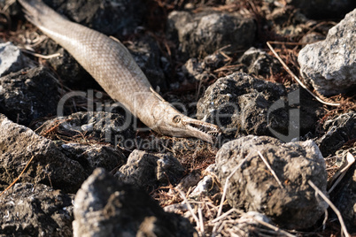 Dead alligator gar fish Atractosteus spatula lays across the roc