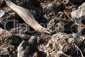 Dead alligator gar fish Atractosteus spatula lays across the roc