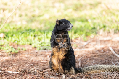 Fox squirrel Sciurus niger shermani on its haunches as it watche