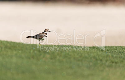 Killdeer Charadrius vociferus wading bird on the edge of a field