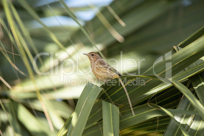 Palm warbler Setophaga palmarum perches on a palm tree