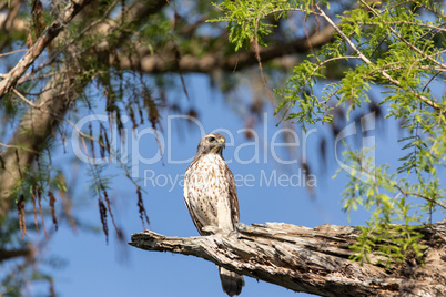 Red tailed hawk Buteo jamaicensis bird of prey perches on a tree