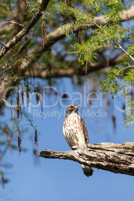 Red tailed hawk Buteo jamaicensis bird of prey perches on a tree