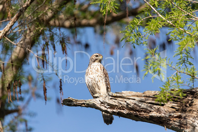 Red tailed hawk Buteo jamaicensis bird of prey perches on a tree