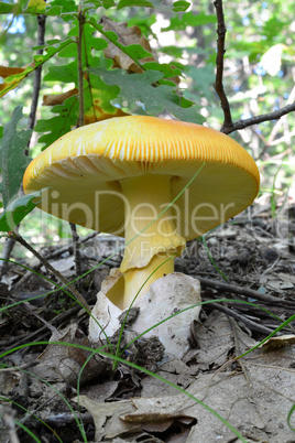One specimen of well developed Caesar's mushroom