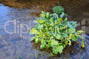 Ficaria verna or lesser celandine in a creek