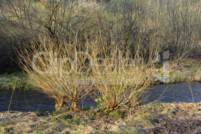 Salix alba on the bank of the creek
