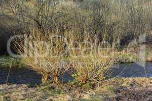Salix alba on the bank of the creek