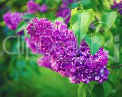 Blooming lilac flowers