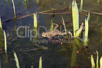 In the spring, frogs sit in shallow bodies of water