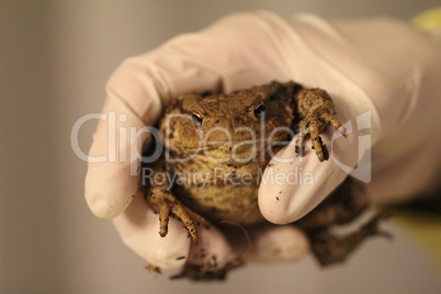 A huge toad is held by a gloved hand