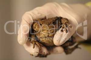 A huge toad is held by a gloved hand